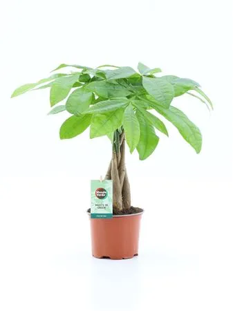 Pachira Aquatica Gevlochten Stam • črepník 12 cm