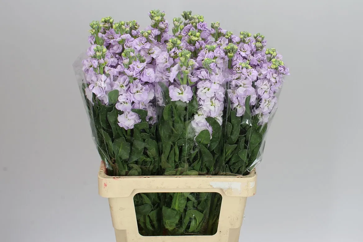 Matthiola Lavender Imp • 70 cm