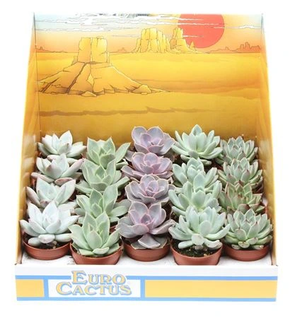 Echeveria mix Showdoos • črepník 5,5 cm