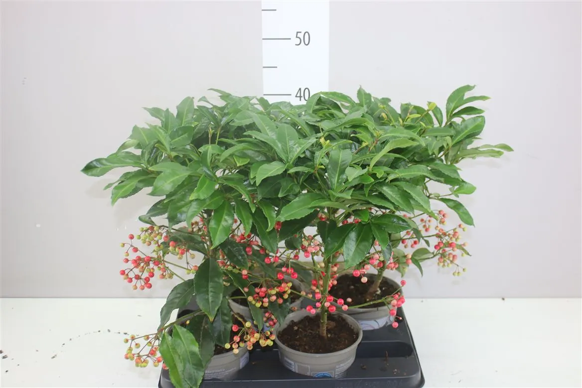 Ardisia Crenata červená • črepník 14 cm
