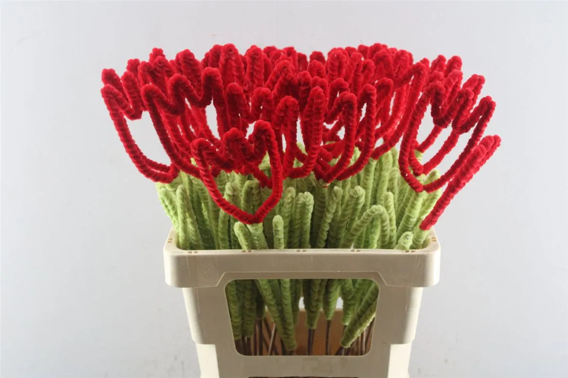 Tulp Red, sušené • 70 cm