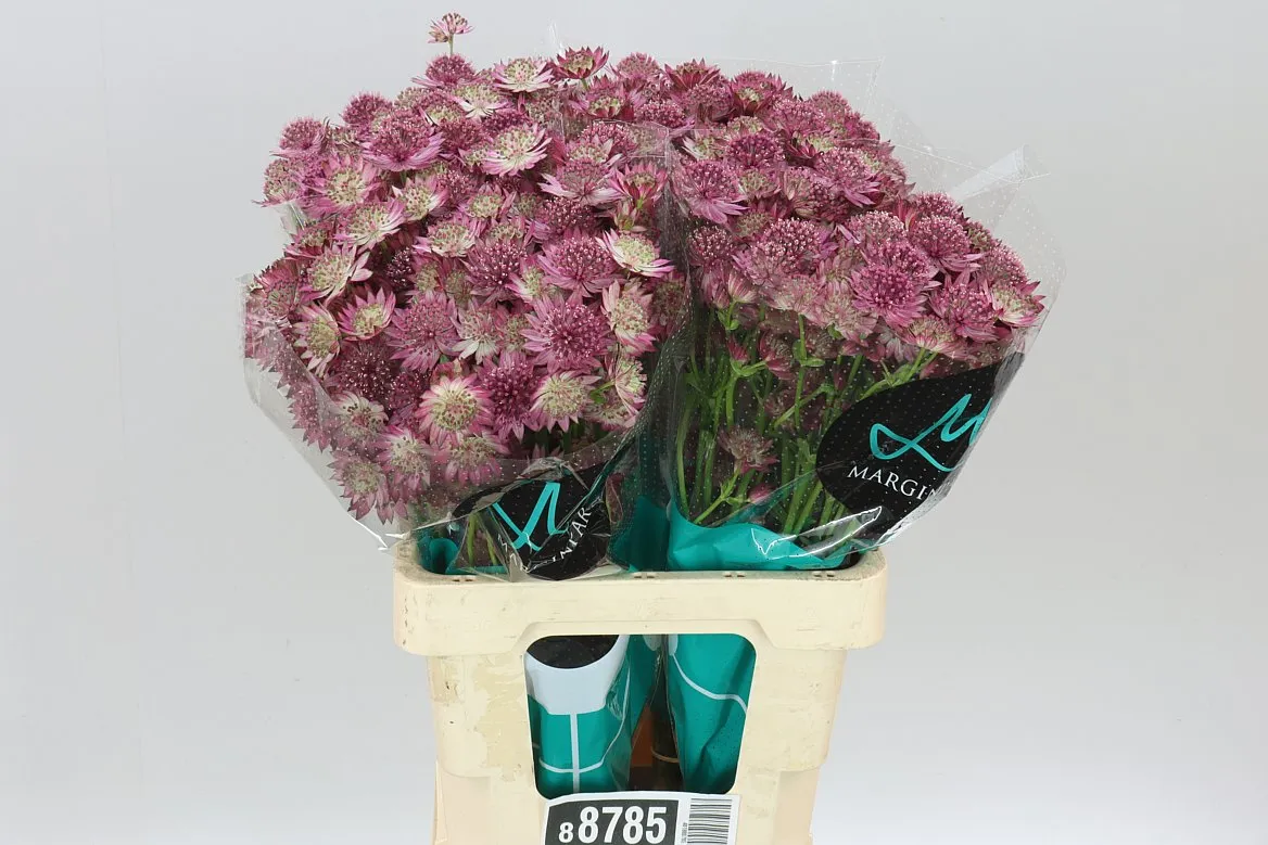 Astrantia Roma • 60 cm