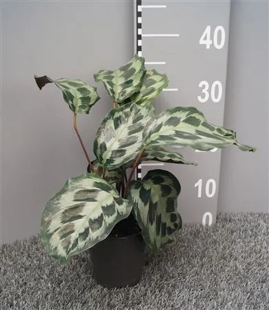 Calathea Helen Kennedy • črepník 12 cm