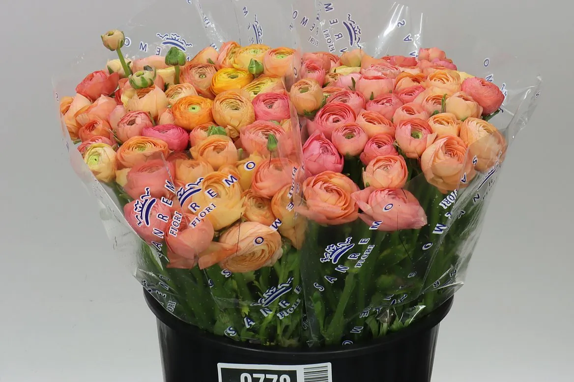 Iskerník Peach • 40 cm