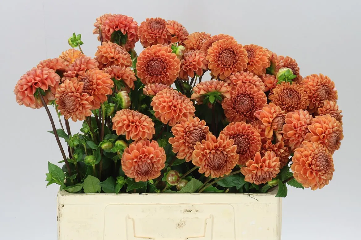 Dahlia Cornel Bronze • 55 cm