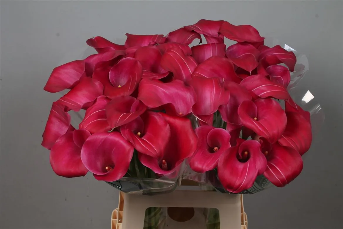 Zant Pink Jewel • 65 cm