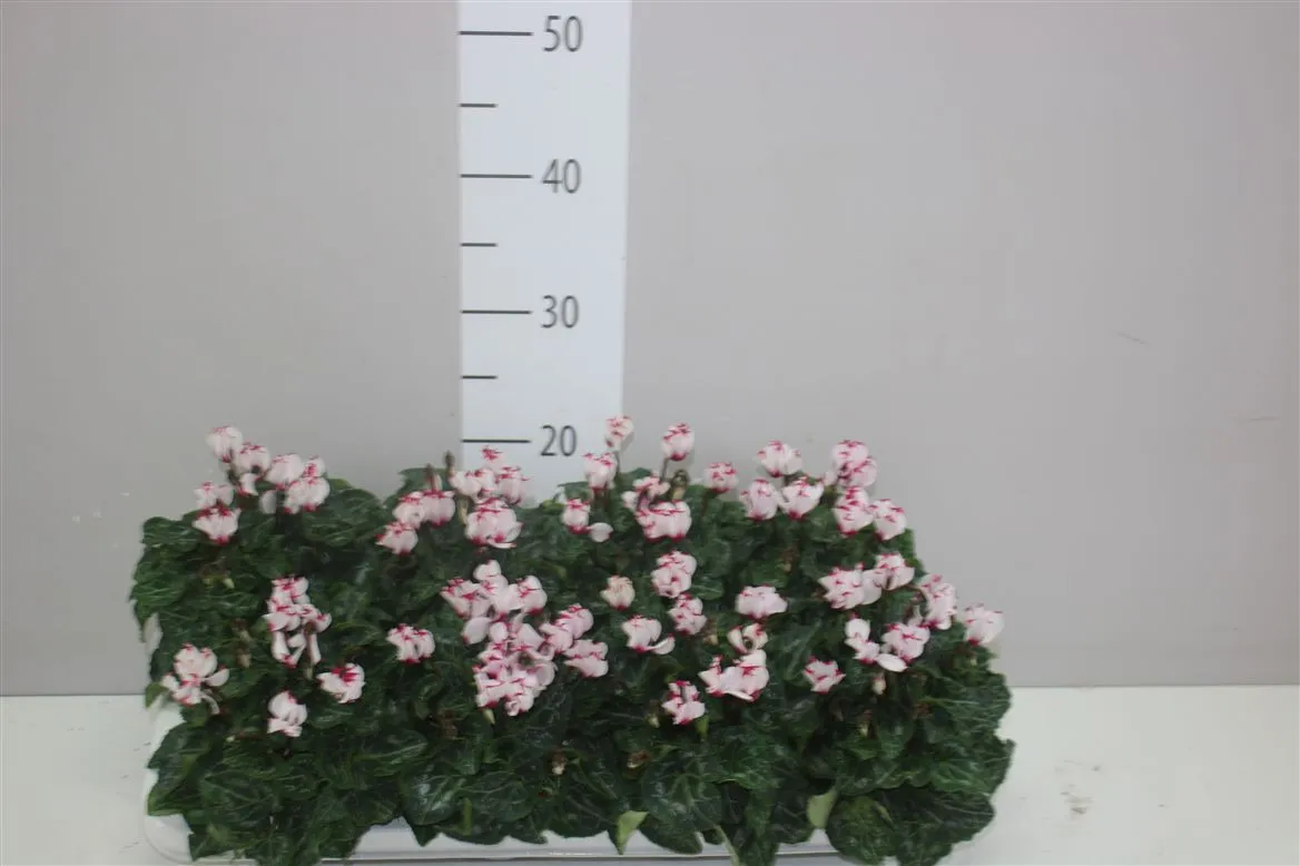 Cyclamen Kl Victoria • črepník 10 cm