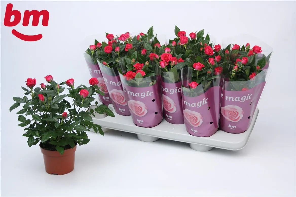 Rosa Jewel Paars • črepník 10,5 cm