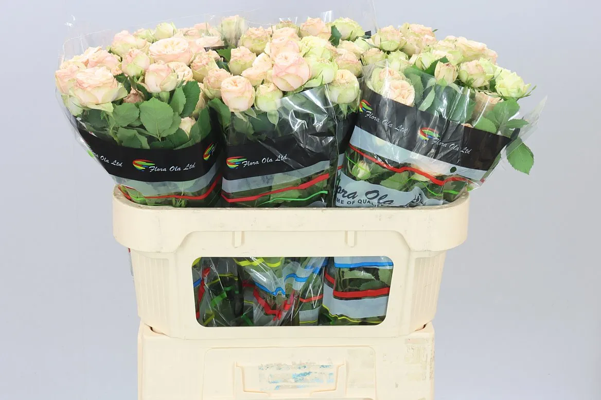 Rosa Tr Gen Trendsetter X5 • 70 cm