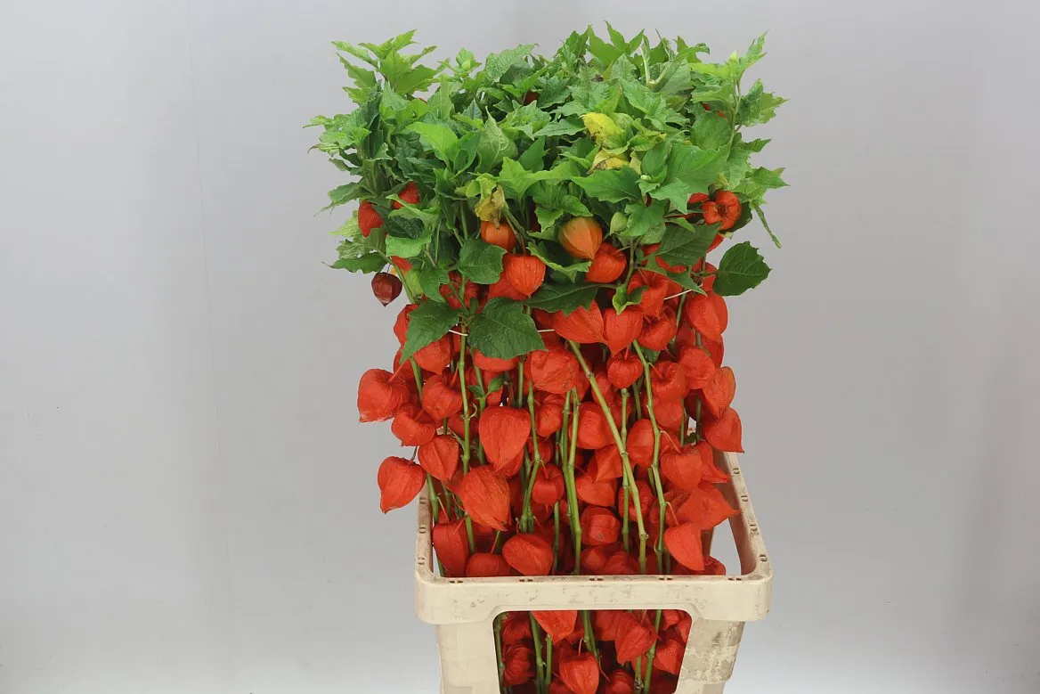 Physalis Orange • 80 cm