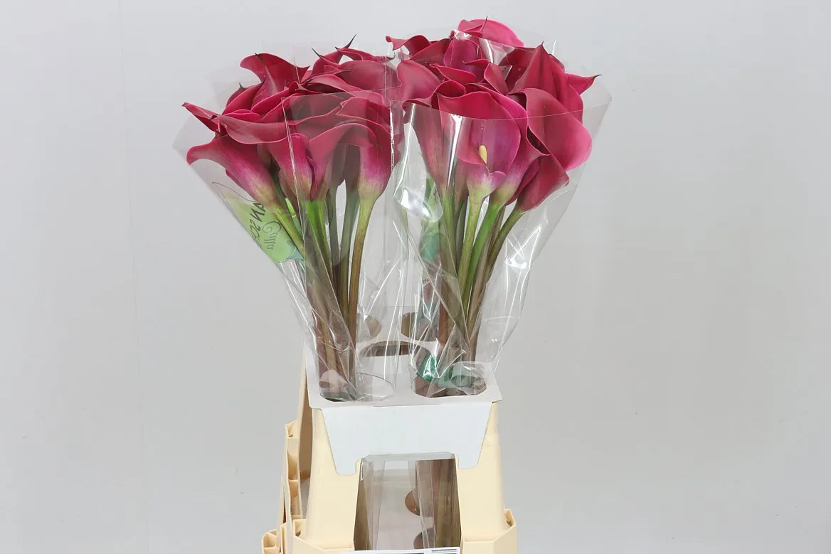 Zant Red Salsa • 70 cm