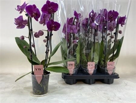 Orchidea Phalaenopsis Cascade fialová, 2 výhony • črepník 12 cm