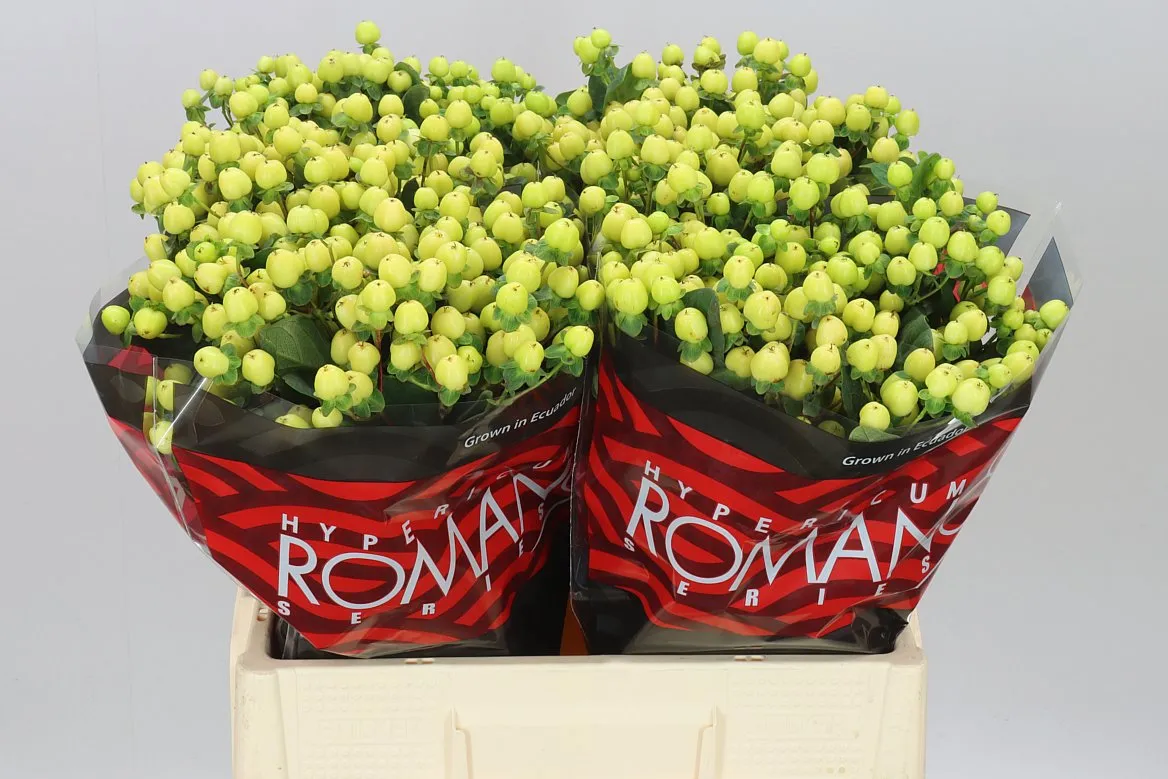 Hyp Smiley Romance • 60 cm