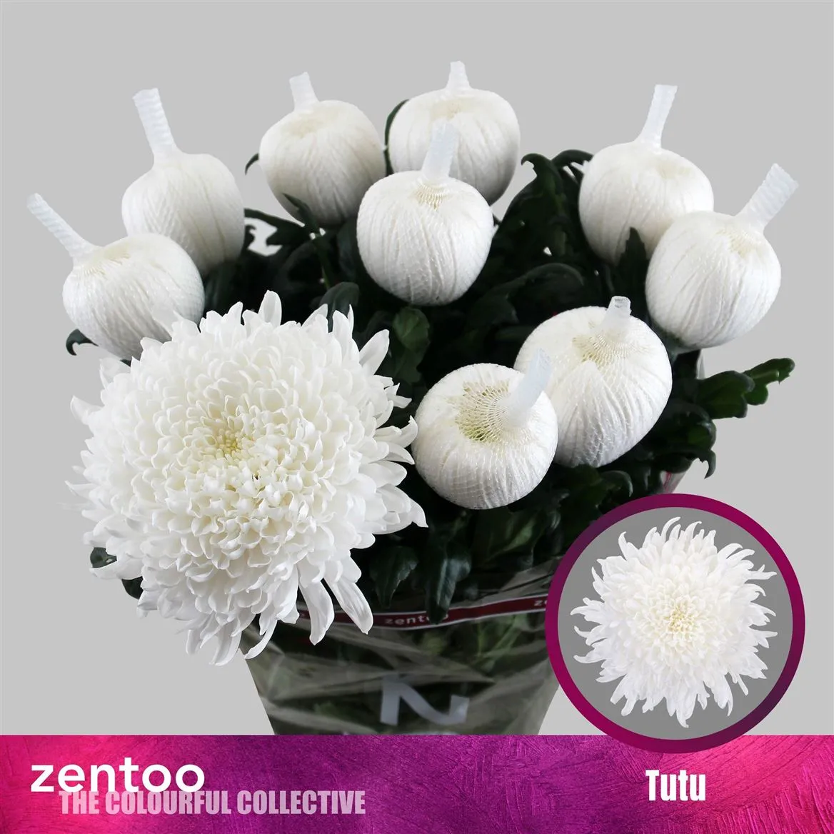 Chryzantéma veľkokvetá Tutu • 70 cm