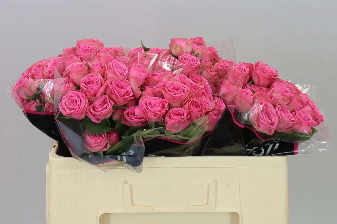 Rosa Tr Paulette! Pink • 50 cm
