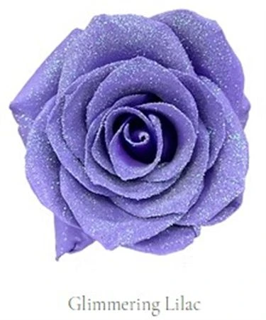 Ruža farbená Glimmering Lilac, Ekvádor • 50 cm