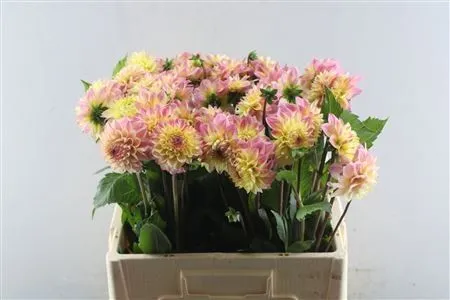 Dahlia Happy Sweet • 50 cm