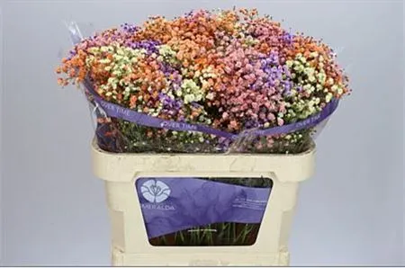 Gyps Absorbed Rainb Mix In Bunch Autumn • 75 cm