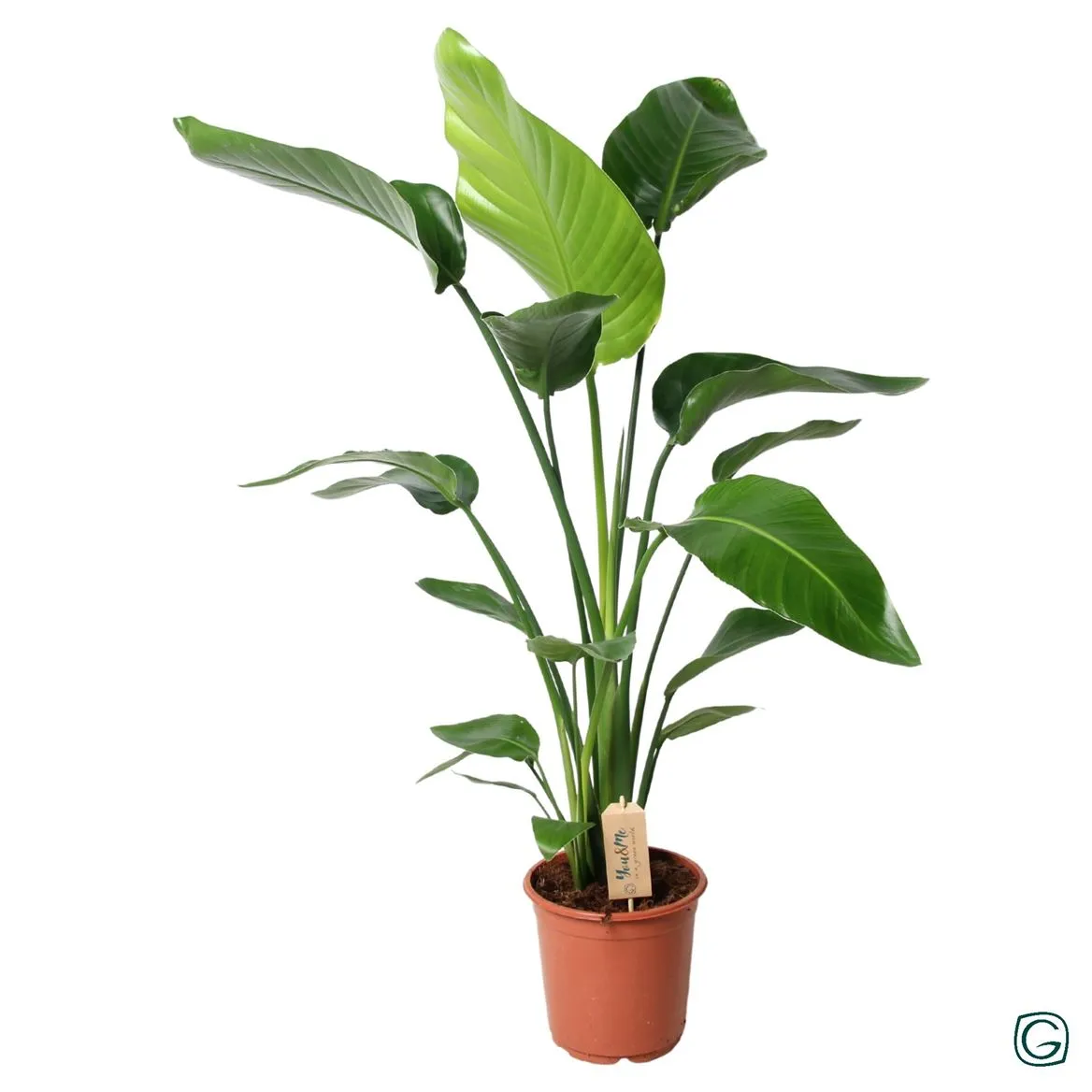 Strelitzia Nicolai P21 • črepník 21 cm