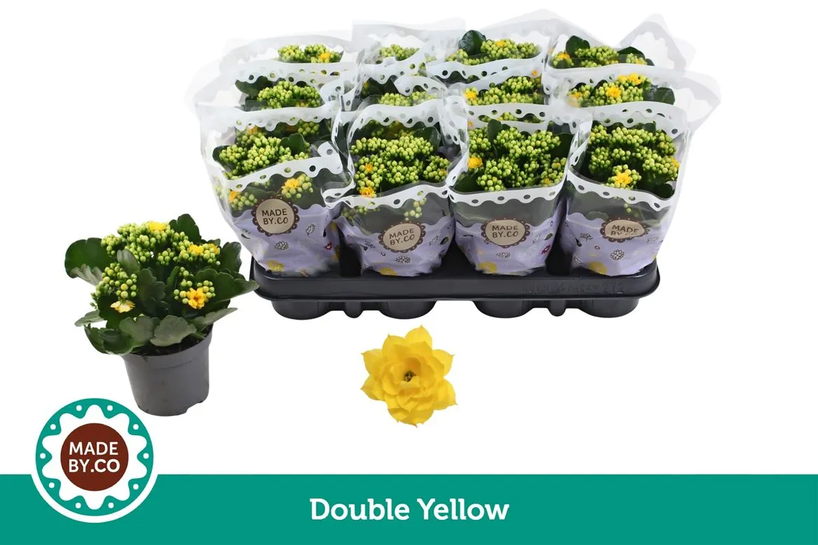 Kalanchoe Calandiva Geel • črepník 9 cm