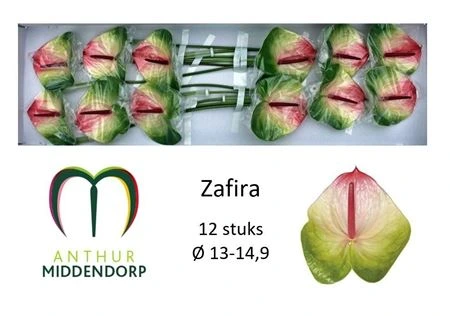 Antúrium Zafira