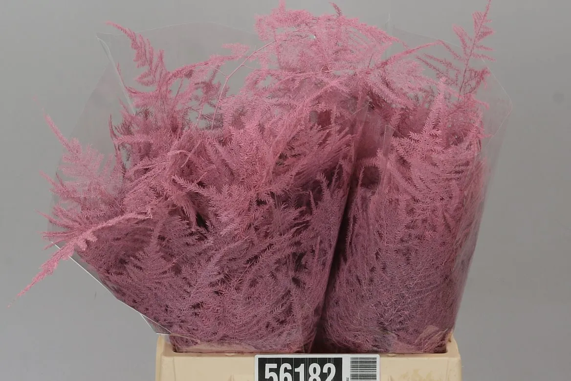 Asparágus 1e Veren Pink • 45 cm
