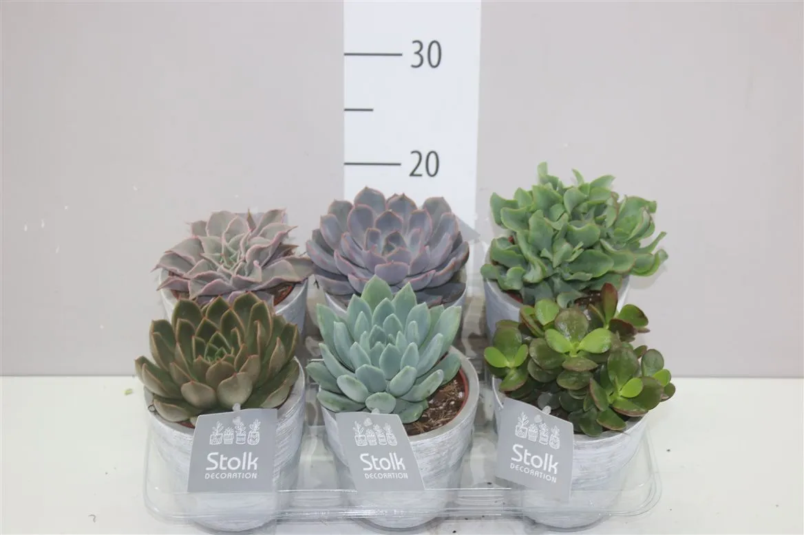 Sukulenty mix White Wash v keramike • črepník 11 cm