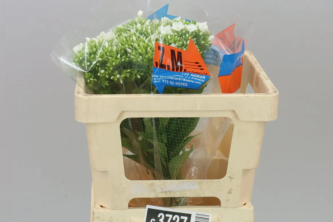 Phlox P Whitecap • 50 cm