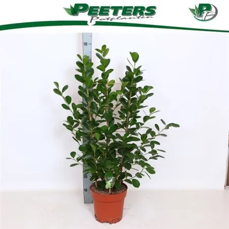 Fikus Microcarpa Moclame Op Rek • črepník 24 cm
