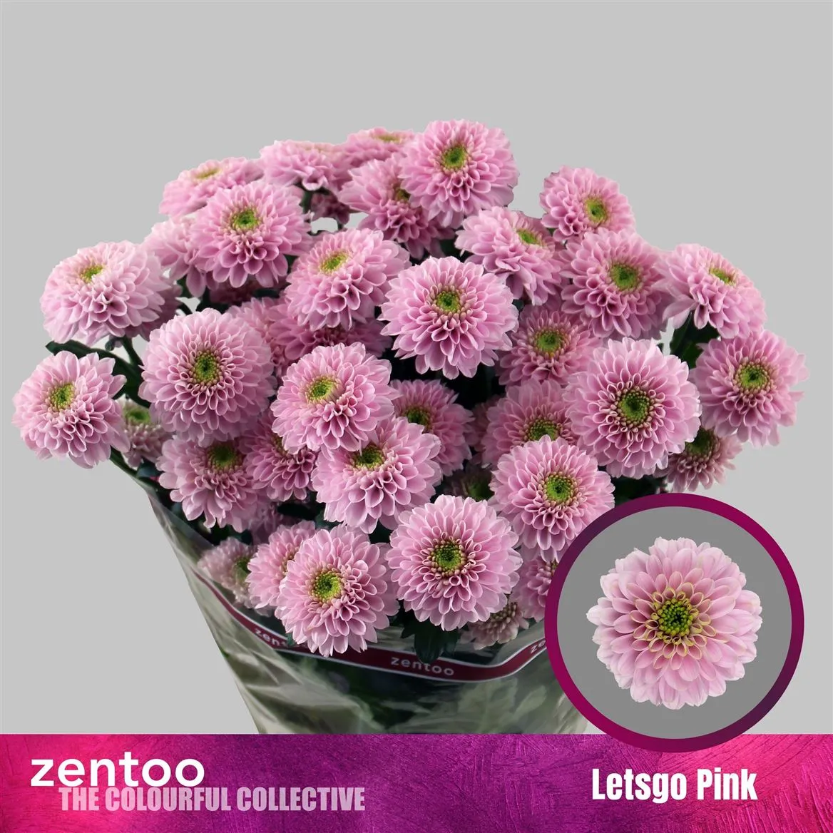 Chryzantéma trsová Letsgo Pink • 70 cm