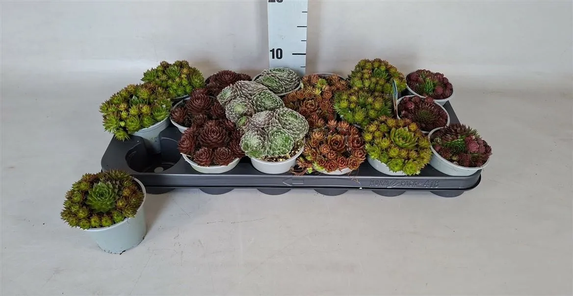 Sempervivum Gemengd • črepník 9 cm