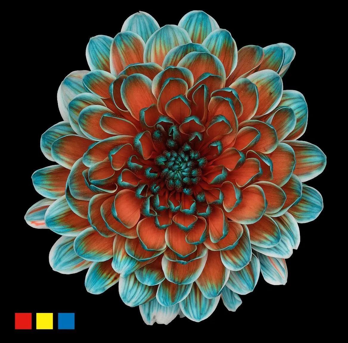 Chryzantéma trsová Altaj Papagayo • 70 cm
