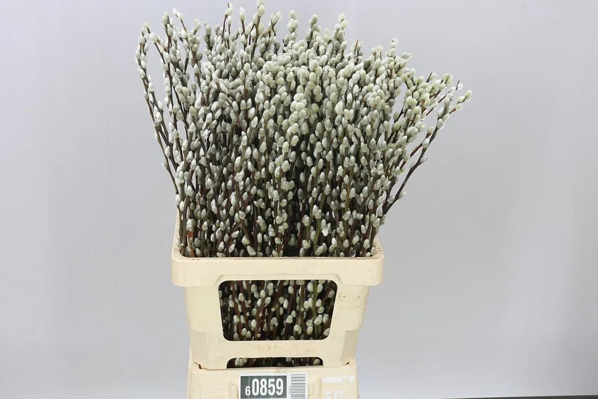 Salix Snow Flake • 70 cm