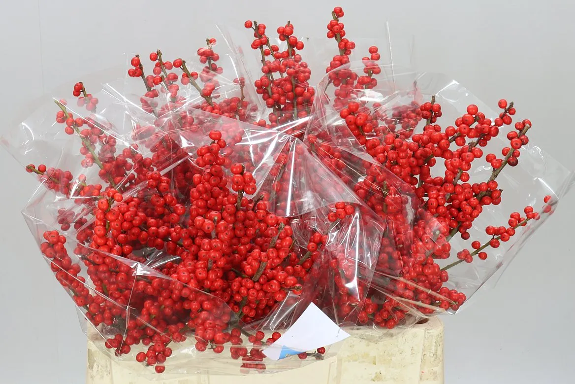 Ilex Verticillata • 60 cm