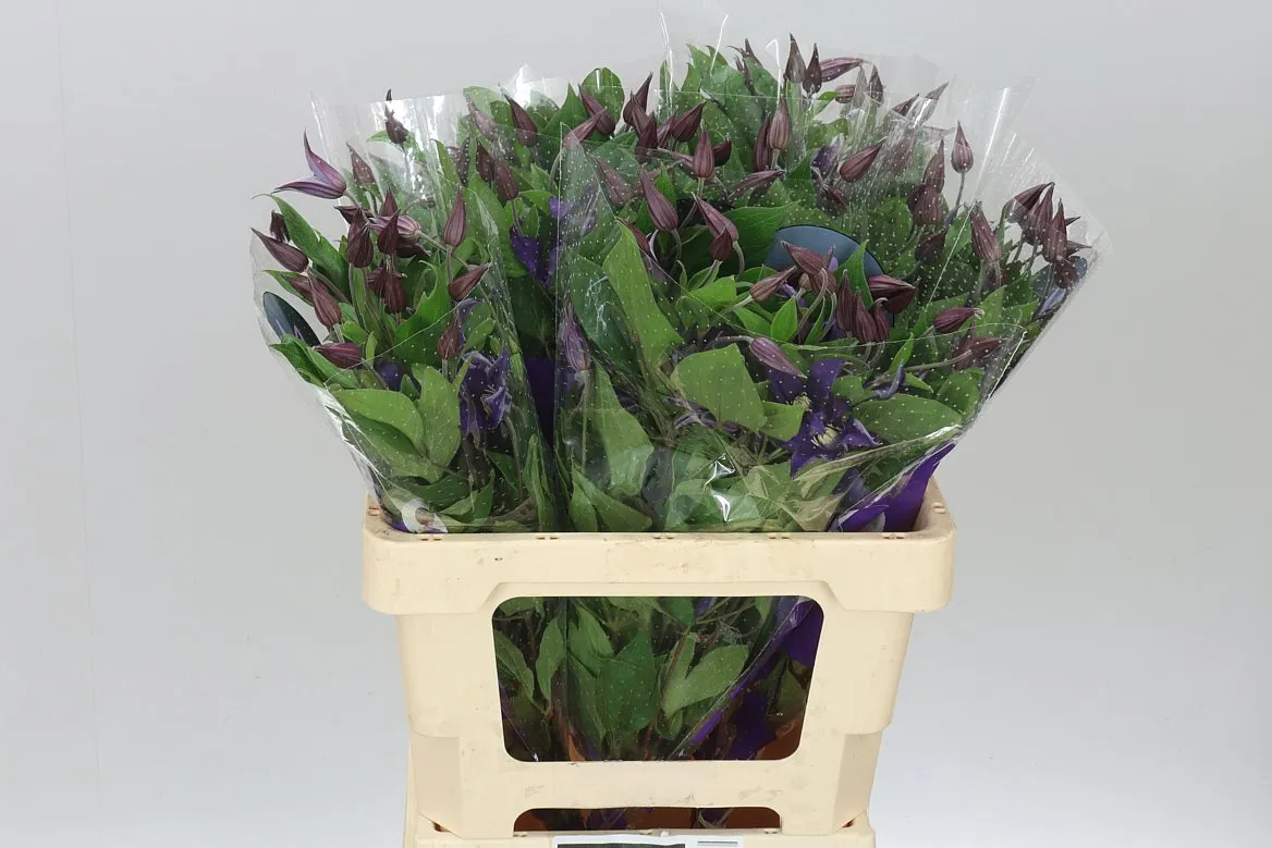 Clematis Blue Pirouette • 60 cm