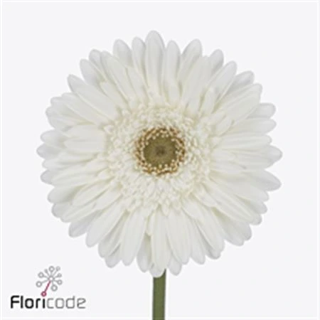 Gerbera Skydance • 45 cm