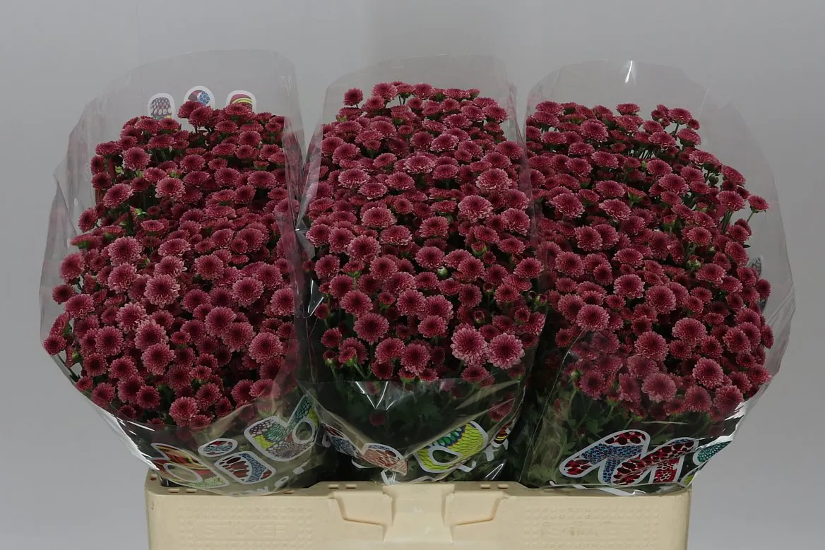 Chryzantéma santini Mad Cherry Tyolo • 55 cm