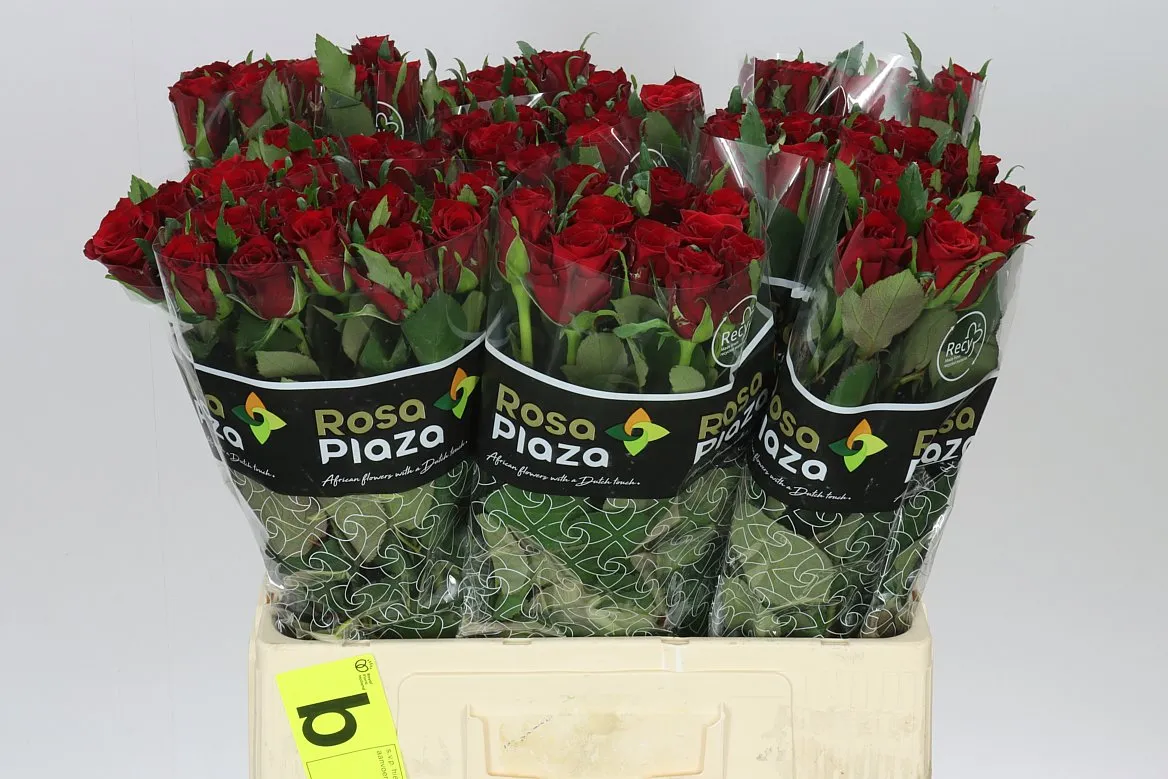 Ruža Simply Red+ • 60 cm