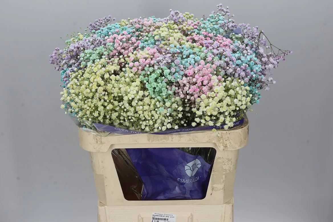 Gyps Abs Rainb Mix Bunch • 75 cm