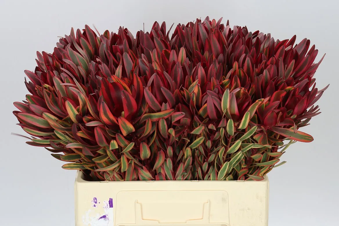 Leucadendron Jester • 60 cm