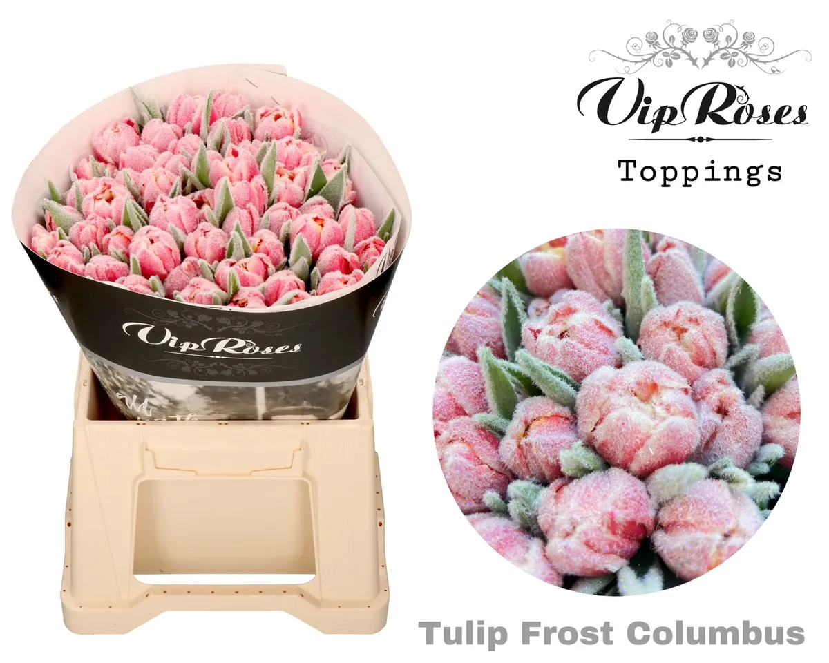 Tulipán plnokvetý Double Frost Columbus • 38 cm