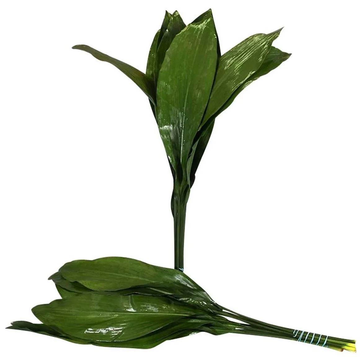 Aspidistra 60cm • 60 cm