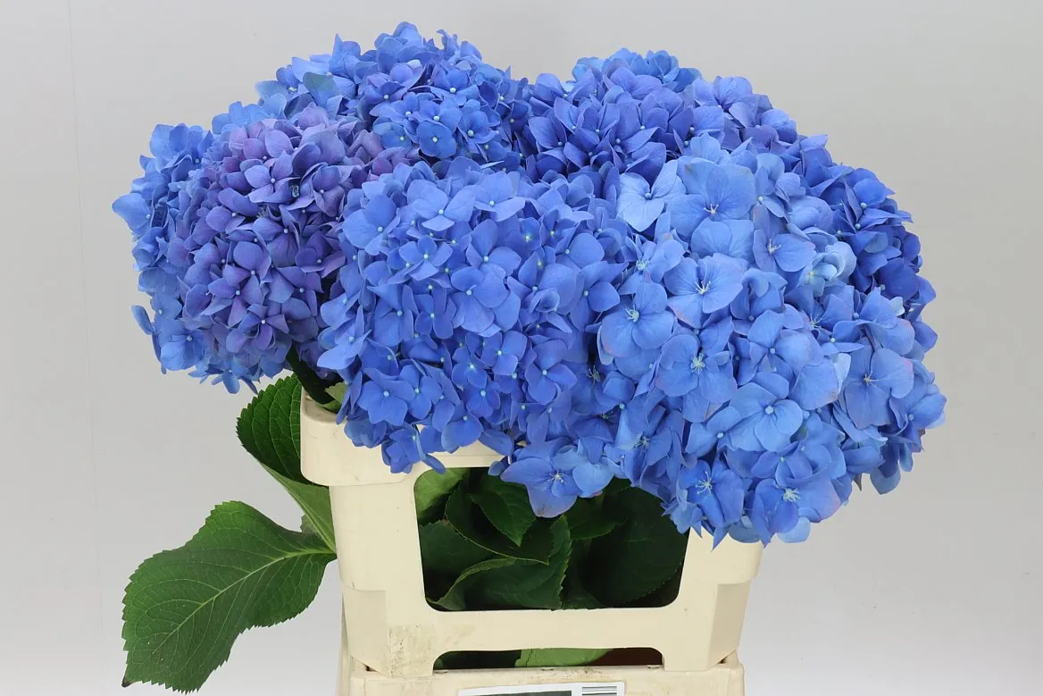Hyd Pimpernel Lilac • 60 cm