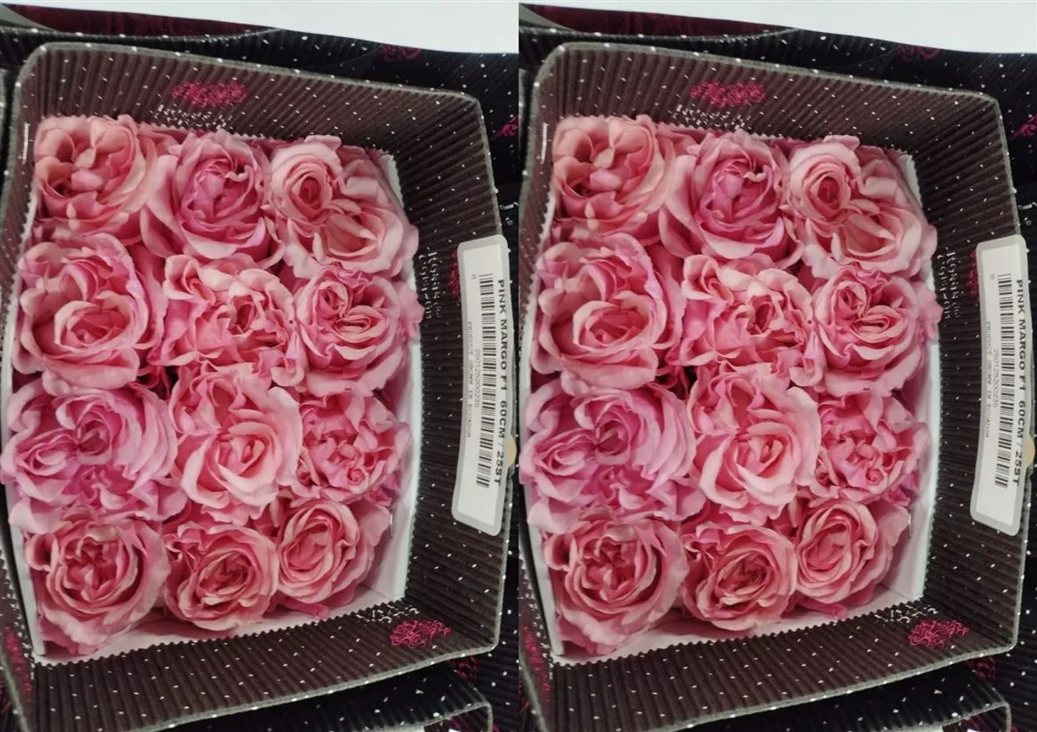 Ruža záhradná Pink Margo • 70 cm