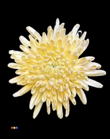 Chryzantéma veľkokvetá Ana Snow Yellow • 70 cm
