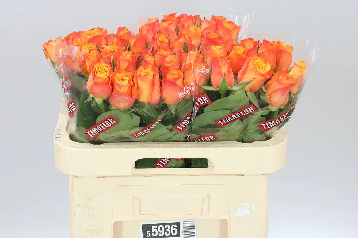 Rosa Gr Confidential • 60 cm