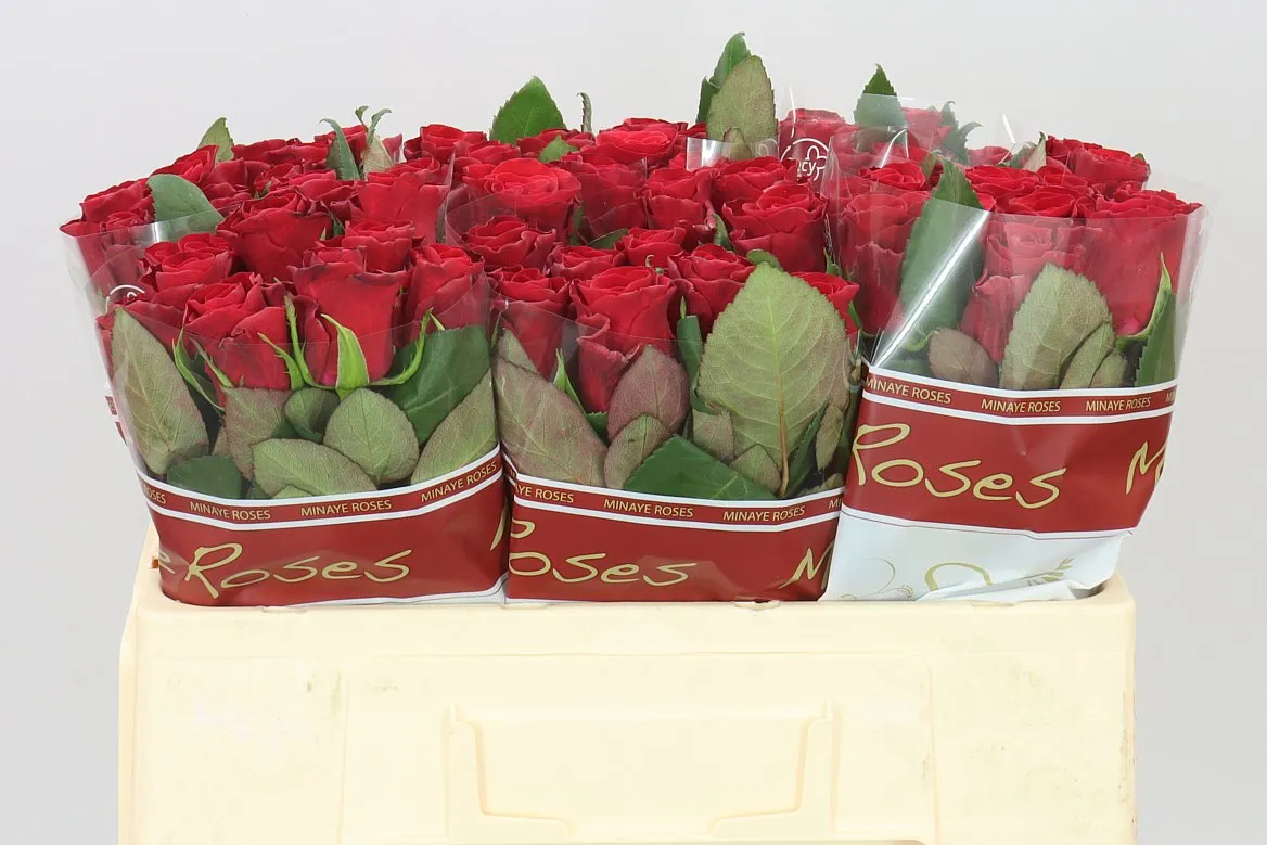 Rosa Gr Red Tacazzi+ • 50 cm