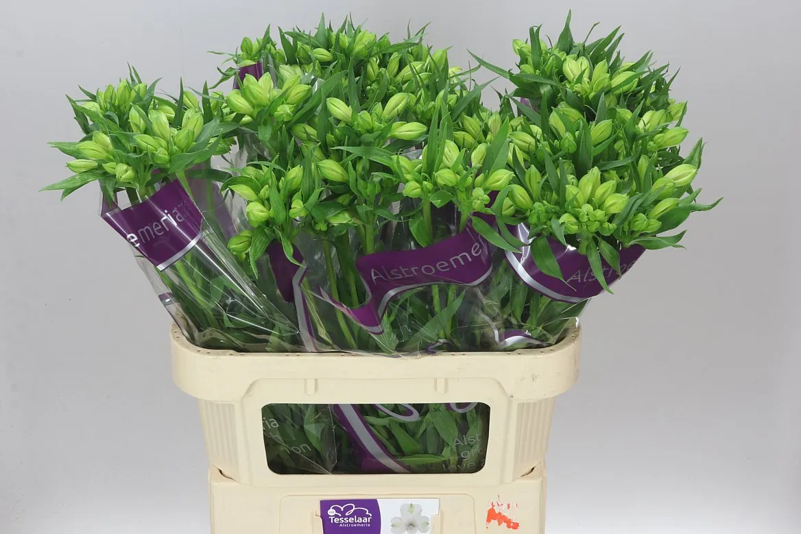 Alstro Bright Star • 75 cm