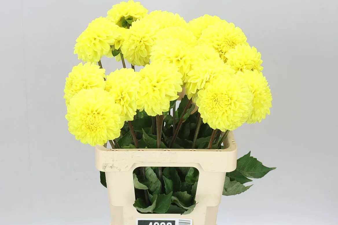 Dahlia Yellow Symphony • 55 cm