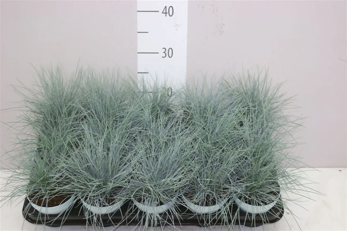 Festuca Gl. 'compacta Blue''qty • črepník 10,5 cm